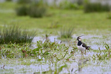 kiebitz vanellus