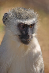 Grüne Meerkatze / Vervet monkey / Cercopithecus aethiops .