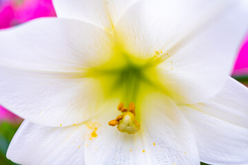 Beautiful white and yellow lily flower close up