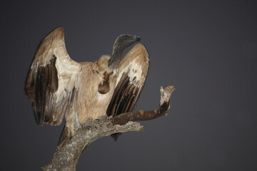 Weißrückengeier / White-backed vulture / Gyps africanus.
