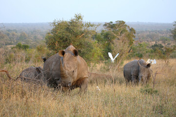 Breitmaulnashorn und Kuhreiher / Square-lipped rhinoceros and Cattle egret / Ceratotherium simum et...