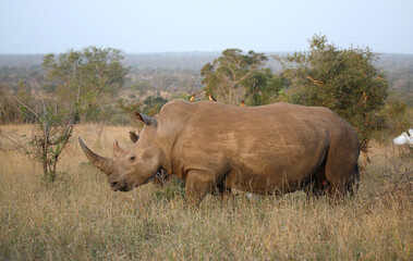 Obraz premium Breitmaulnashorn und Rotschnabel-Madenhacker / Square-lipped rhinoceros and Red-billed oxpecker / Ceratotherium simum et Buphagus erythrorhynchus