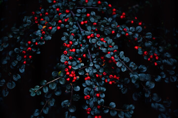 decorative plant. Red berries with green leaves, forest texture. soft lighting with soft focus