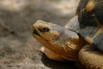 Radiated tortoise (Astrochelys radiata) face in macro
