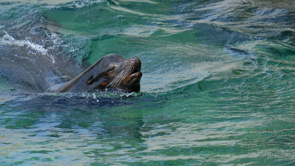 Sea lion  swimming through blue water at peace