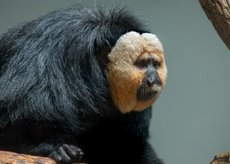 White-faced Saki (Pithecia pithecia) looking intently