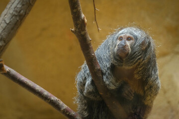Female white-faced Saki (Pithecia pithecia) looking intently