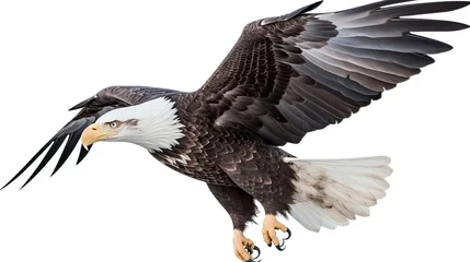 Foto op Plexiglas  an isolated bald eagle (Haliaeetus leucocephalus) , flying with outstretche wings, majestic,   Wildlife-themed, photorealistic illustration on a white and illustrated. JPG. generative ai  © Purple Penguin GFX