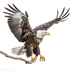 an isolated bald eagle (Haliaeetus leucocephalus) , Landing on a branch, preservation, Wildlife-themed, photorealistic illustration on a white background, in a JPG. Generative AI