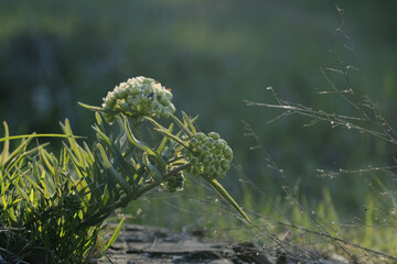 Antelope-horns from milkweed family in Texas field during spring season.