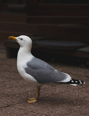 Obraz premium seagull in the city