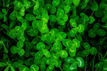 Close-up of real leaf clover on green shamrock field background. Clovers grass texture. Abstract natural leaves in the forest with copy space, top view.