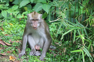 Naklejka na ściany i meble Wild monkey in Indonesia