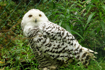 Fluffy Snow Owl In Ranua Zoo Finland On An Overcast Summer Day