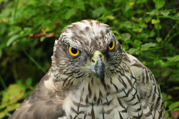 Close Up Of A Hawk In Ranua Zoo Finland On An Overcast Summer Day