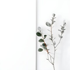 branch with leaves on white wall background