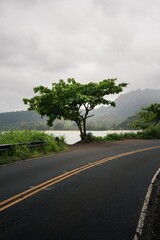 Tropical road and a tree in Hawaii