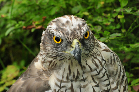 Close Up Of A Hawk In Ranua Zoo Finland On An Overcast Summer Day