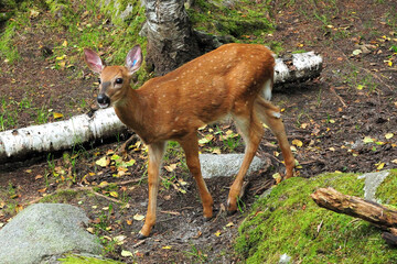 Curious Deer In Ranua Zoo Finland On A Beautiful Sunny Summer Day With A Clear Blue Sky