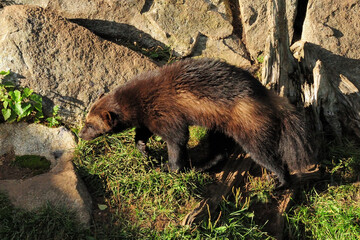 Brown Wolverine Straying Around In Ranua Zoo Finland On A Beautiful Sunny Summer Day