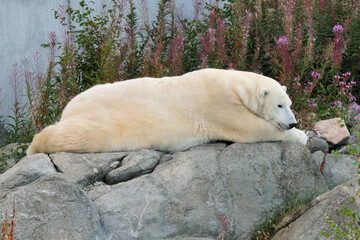 Naklejka na ściany i meble Lazy Polar Bear Resting On A Rock In Ranua Zoo Finland On A Beautiful Sunny Summer Day