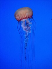 Resting Jellyfish 