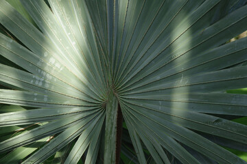 Sunlight shines on the Fan Palm leaf