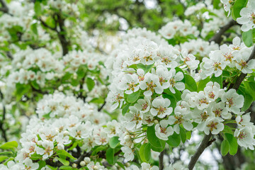 Blooming pear branches close-up on a beautiful background
