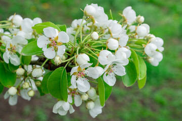Blooming pear branches close-up on a beautiful background