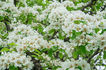 Blooming pear branches close-up on a beautiful background