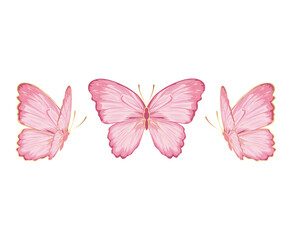 butterfly isolated on white