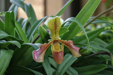 Paphiopedilum Invincible Orchid Flower