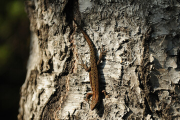 Lizard Crawling On The Bark In Oulanka National Park Finland