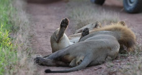 Lion and Lioness resting after mating in natural African bush land habitat