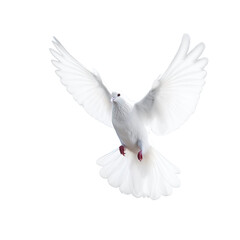 Obraz premium Isolated white dove flying on transparent background, cutout , Generative AI