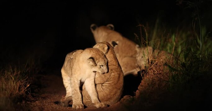 Lion cubs play fighting within large pride seen with flashlight during night time game drive
