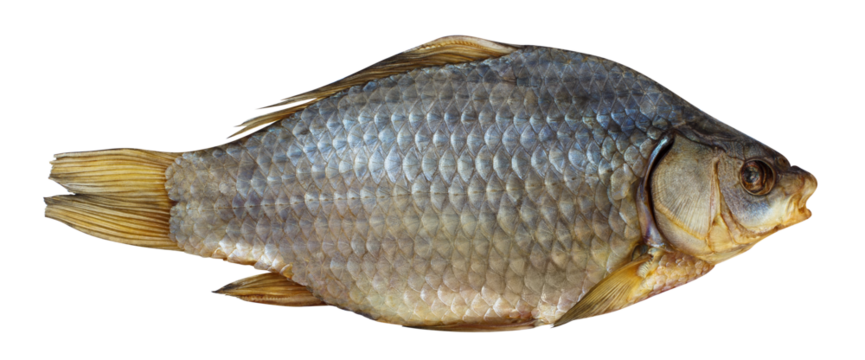 Delicious dried fish, cut out