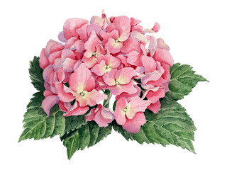 Pink hydrangea flower
