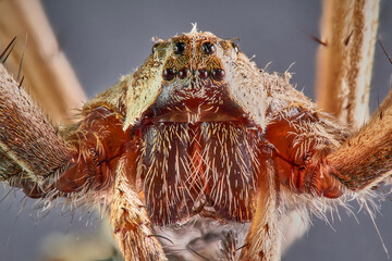 Araña macro