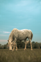 White horse stallion majestic animal in a field, grazing, farm beautiful equestrian mammal at sunset