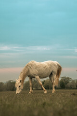 White horse stallion majestic animal in a field, grazing, farm beautiful equestrian mammal at sunset