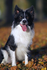 Adorable black and white Border Collie dog posing outdoors sitting on fallen maple leaves in autumn