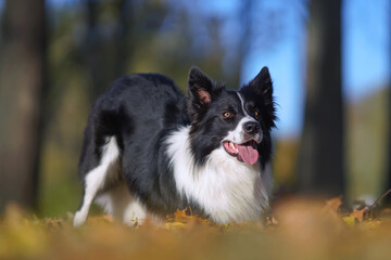 Adorable black and white Border Collie dog posing outdoors bowing down on fallen maple leaves in autumn