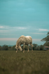 White horse stallion majestic animal in a field, grazing, farm beautiful equestrian mammal at sunset