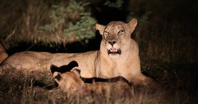 Lion cubs play fighting within large pride seen with flashlight during night time game drive