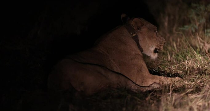 Lion cubs play fighting within large pride seen with flashlight during night time game drive
