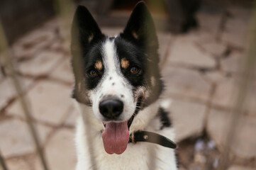 A shelter dog behind bars is waiting to be adopted