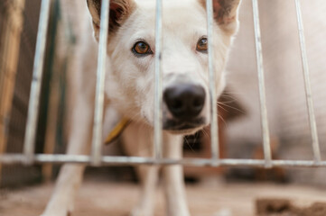 A shelter dog behind bars is waiting to be adopted