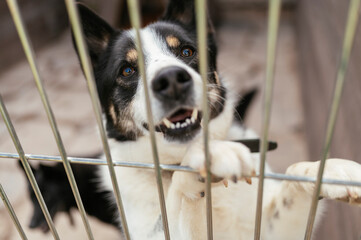 A shelter dog behind bars is waiting to be adopted - Powered by Adobe