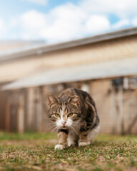 Lonely but happy Shelter cat